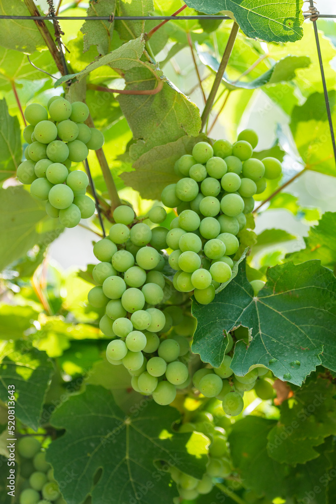 Developing green not mature grapes hanging down from a vine