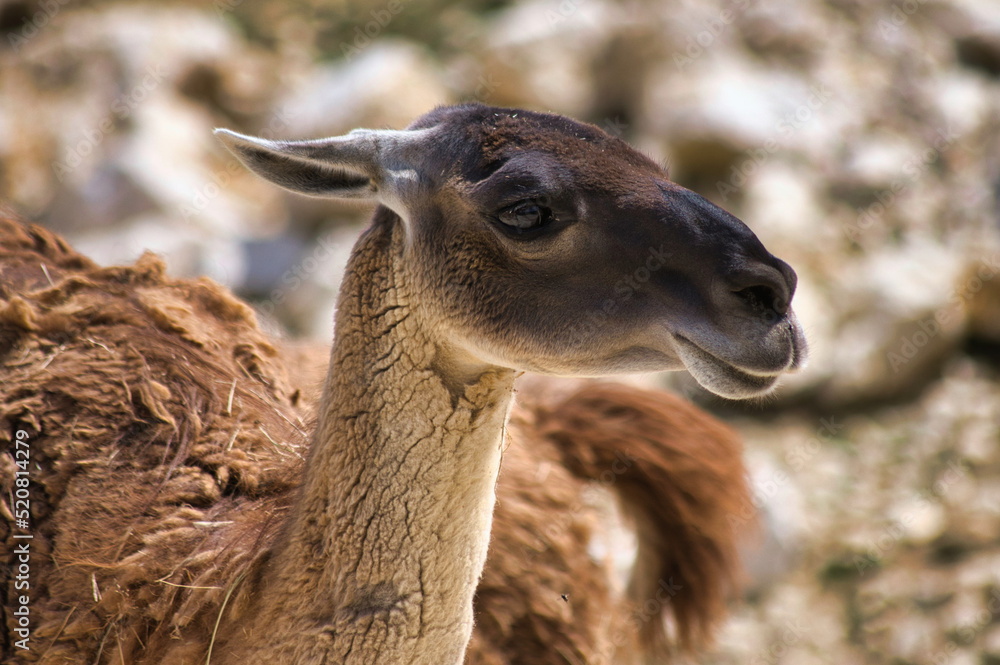 Fototapeta premium Guanaco