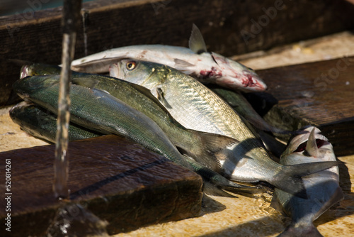 Canvastavla Fresh caught fish