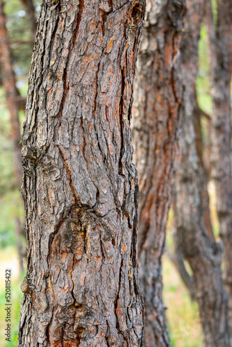 Fototapeta Naklejka Na Ścianę i Meble -  Close-up shot Wood tree outer bark in wild forest