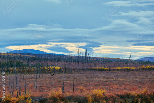 wild alaskan landscape for postcards during sunset moose