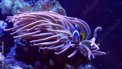 Clark's anemonefish live in bubble tip anemone, animal move tentacles and hunt for food on live rock, demanding species clownfish swim in strong flow, big reef marine aquarium require experience photo