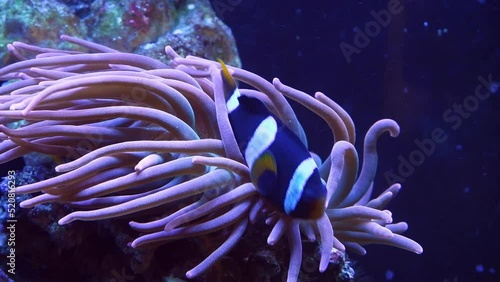 Clark's anemonefish enjoy symbiosis with bubble tip anemone, animal move tentacles, hunt for food, demanding species clownfish swim in strong flow, big reef marine aquarium for experienced aquarist photo