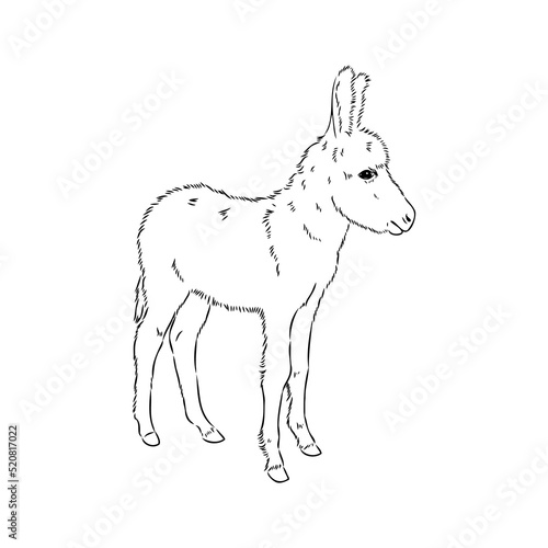 Sketch of donkey Hand drawn illustration donkey vector