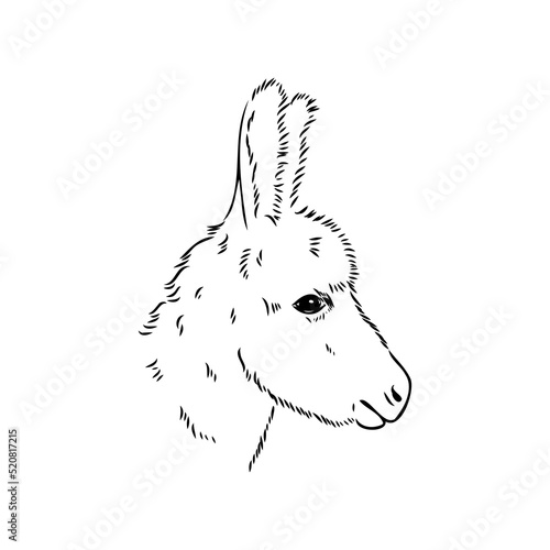 Sketch of donkey Hand drawn illustration donkey vector