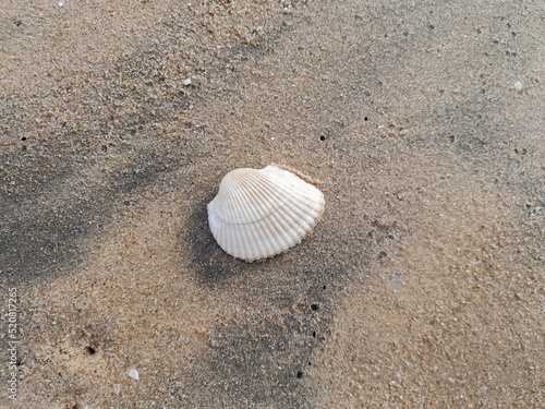 Clam shell on beach sand