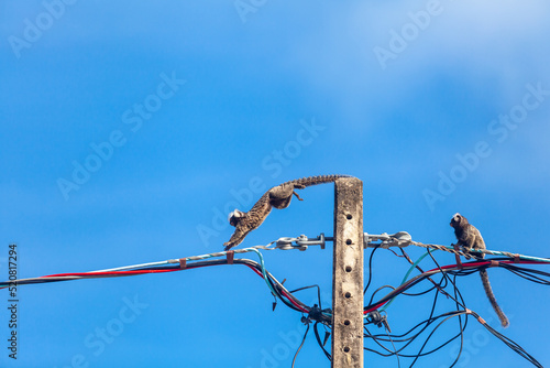 Saguis-de-tufos-brancos caminhando sobre fios. photo