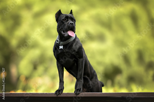 Fototapeta Naklejka Na Ścianę i Meble -  beautiful black cane corso dog portrait outdoors in a collar with an id tag