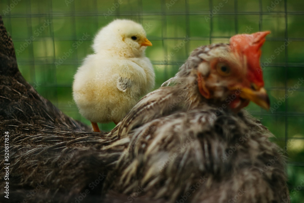 Fototapeta premium Baby chicken in metal fence, bird eat feed 