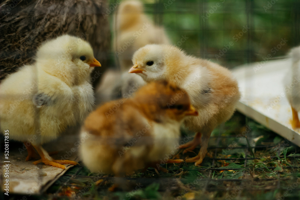 Baby chicken in metal fence, bird eat feed Baby chicken in metal fence, bird eat feed