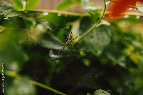 Argiope bruennichi a spider on a web in the garden, after a thunderstorm. tiger spider © Bogdan
