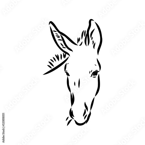 Sketch of donkey Hand drawn illustration donkey vector