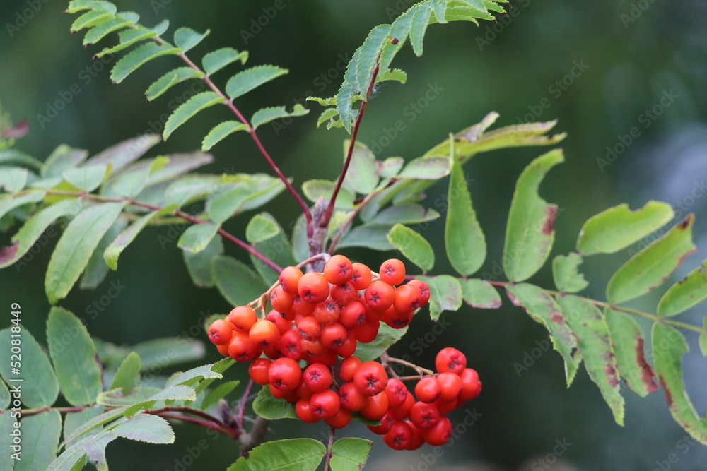 Red berries on a tree at a nature reserve. There is a lovely contrasting red against the green background. Red berries on a tree at a nature reserve. There is a lovely contrasting red against the green background.