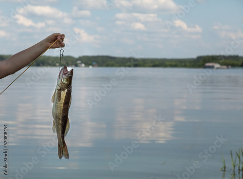 A predatory fish is caught on a fishing rod. Fishing on the lake for carp, pike, perch. Copyspace
