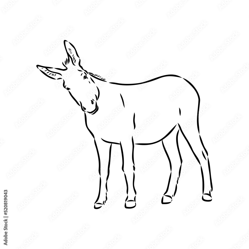 Sketch of donkey Hand drawn illustration donkey vector
