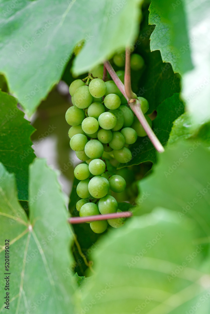 Grapes bunch with green berries gods among the leaves Grapes bunch with green berries gods among the leaves