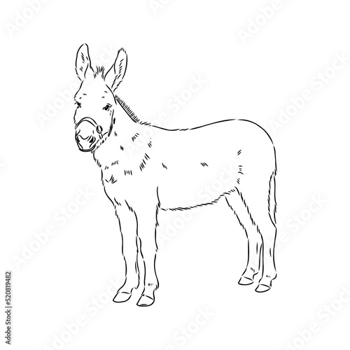 Sketch of donkey Hand drawn illustration donkey vector © Elala 9161