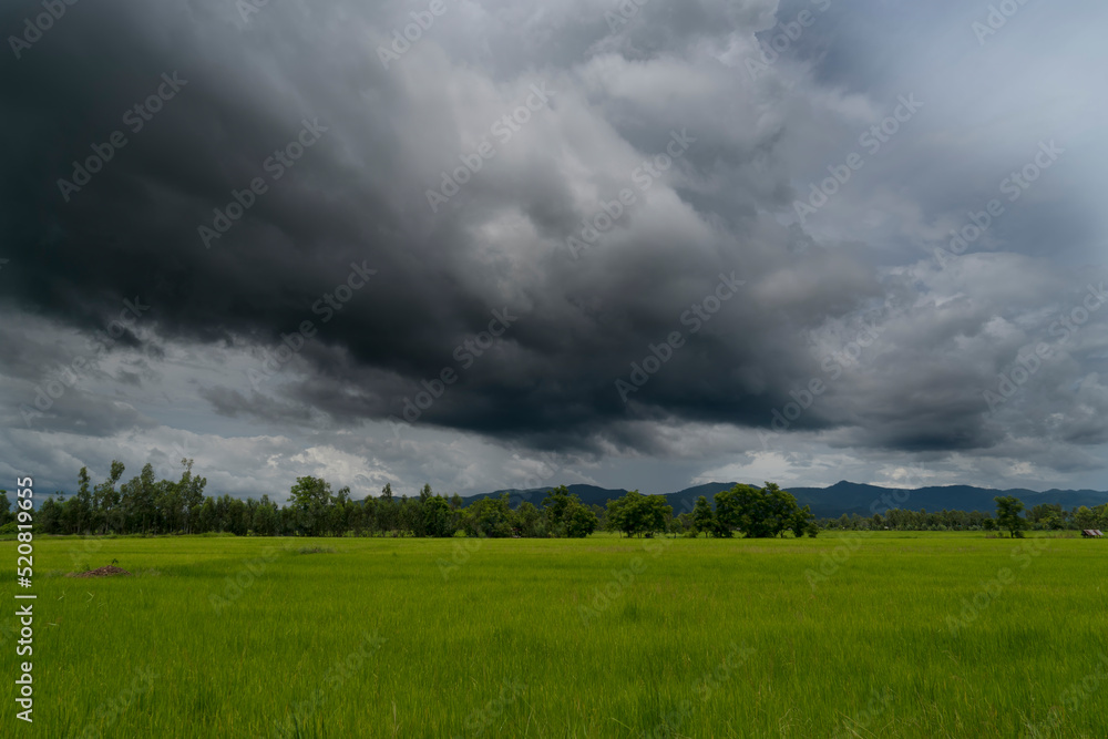 Landscape of rice fields and rain clouds in Asia
