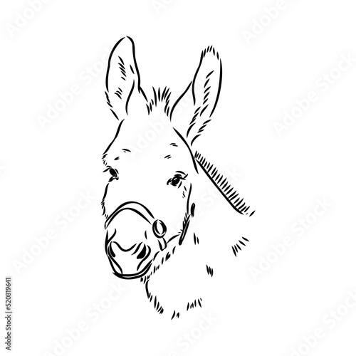 Sketch of donkey Hand drawn illustration donkey vector
