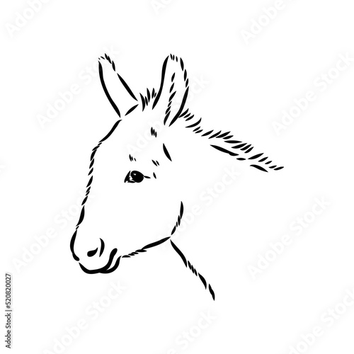 Sketch of donkey Hand drawn illustration donkey vector