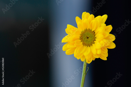 yellow flower dawn in a glass container