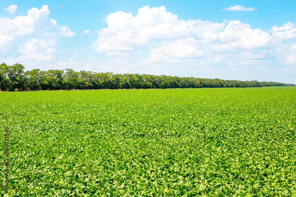 Green agricultural field of sugar beet and blue sky. The vegetable harvest is ripening Green agricultural field of sugar beet and blue sky. The vegetable harvest is ripening