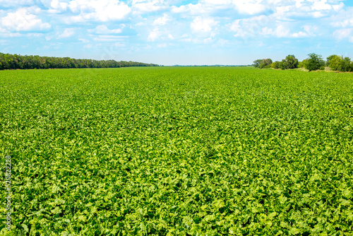 Green agricultural field of sugar beet and blue sky. The vegetable harvest is ripening