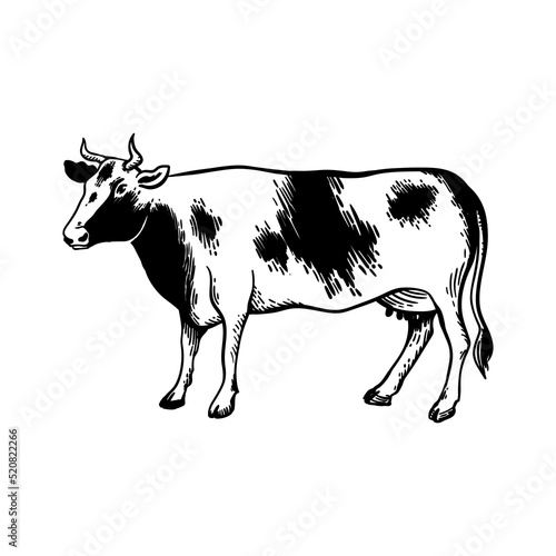 The cow is grazing in the meadow. Milk and dairy products. Linear cow icon.