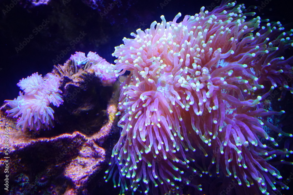 Fototapeta premium School of fish and Fish Tank at Aquarium in Japan - 日本 水族館 魚