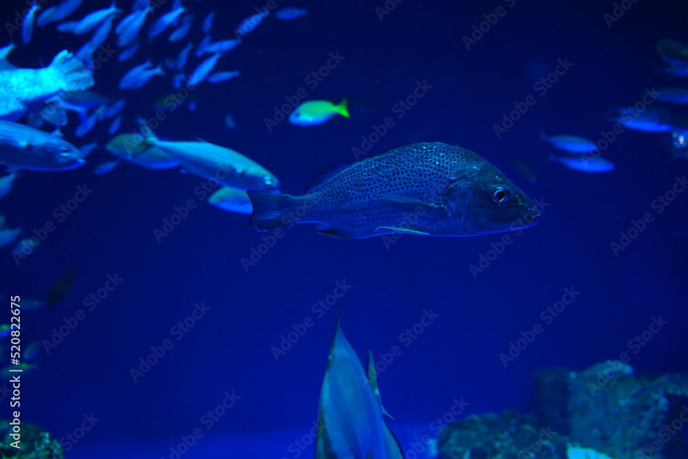 Naklejka premium School of fish and Fish Tank at Aquarium in Japan - 日本 水族館 魚