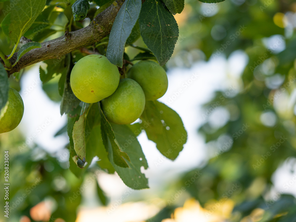 Greengage plum on tree, closeup of fruit