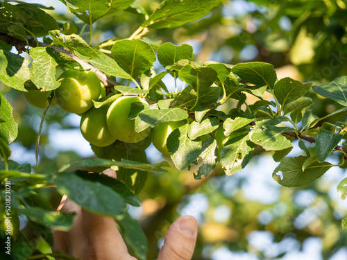 Greengage plum on tree, closeup of fruit and man hand