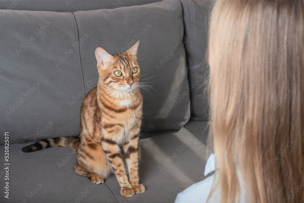 A domestic cat sits on a sofa and looks at its owner. A domestic cat sits on a sofa and looks at its owner.
