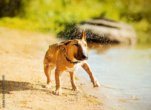 Cute ginger bull terrier dog shakes off splashes of water while standing on the beach near the lake on a sunny summer day. Funny pet.