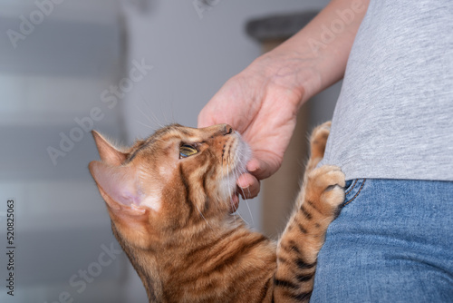 The cat, leaning its front paws on its mistress, looks at her lovingly.