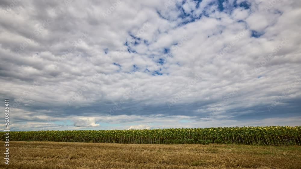 time lapse with clouds over aricultural field with sunflowers on a summer day time lapse with clouds over aricultural field with sunflowers on a summer day