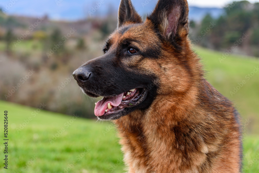close-up of a german shepherd dog's half-profile head with mouth half open, ears pricked. Serene and with an attentive look. In the background the field and forest blurred