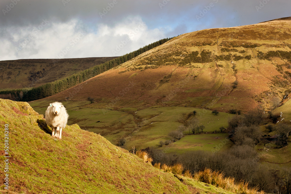 Fototapeta premium Sheep, Brecon Beacons Welsh English borders