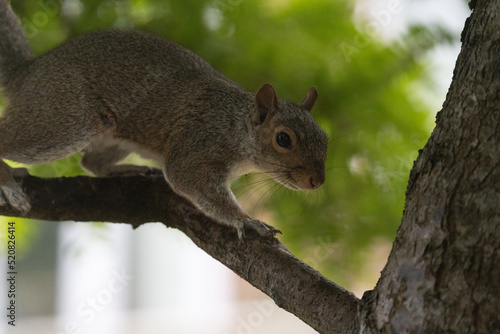 Grey squirrel in a tree