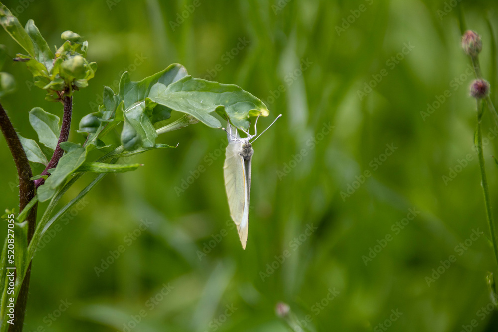 the small white butterfly also known as the cabbage white resting on the leaf of wild rocket the small white butterfly also known as the cabbage white resting on the leaf of wild rocket