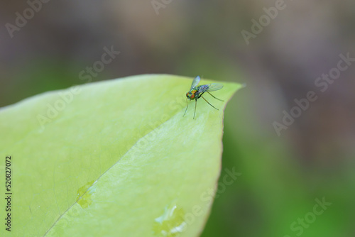 Long legged fly (Condylostylus comatose) on plant leaf photo