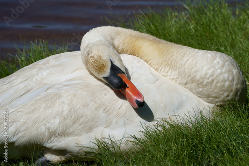 Sleeping wild Mute swan 