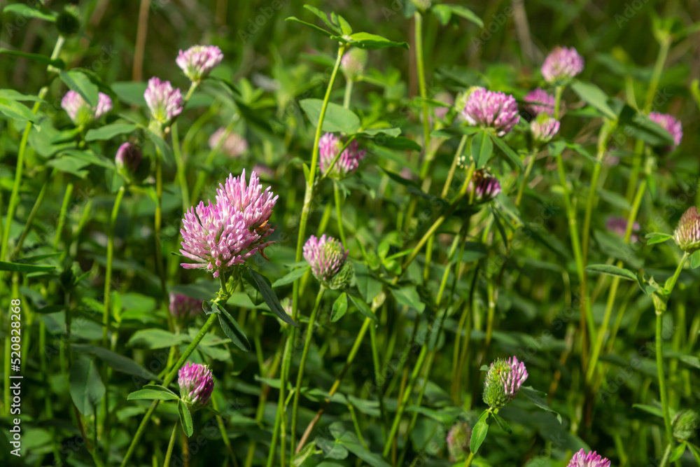 Dark pink flower. Red clover or Trifolium pratense inflorescence, close up. Purple meadow trefoil blossom with alternate, three leaflet leaves. Wild clover, flowering plant in the bean family Fabaceae