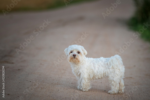 Beautiful thoroughbred Maltese on a walk outdoors.