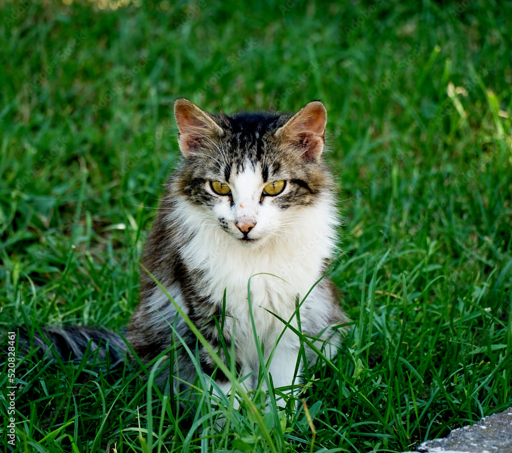 stray kitten sitting on a grass