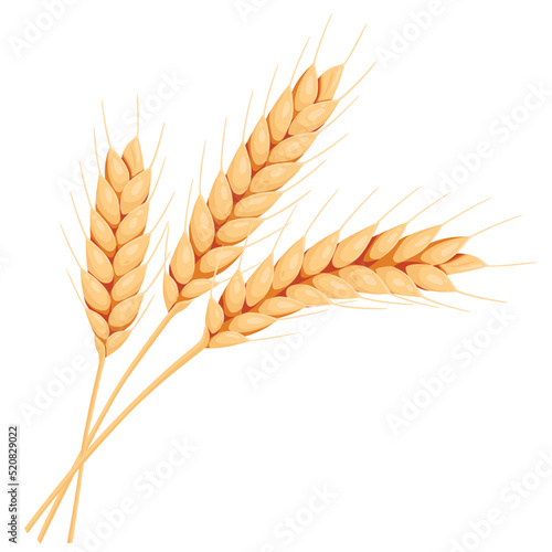 Wheat ears. Illustration for design beer, bread, flour packaging. Symbols for healthy natural farming food, whole organic spikelets elements on white.