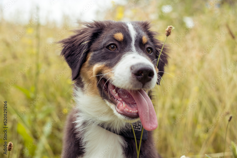 Hund beim Spaziergang in der Natur - Australian Shepherd Hund beim Spaziergang in der Natur - Australian Shepherd