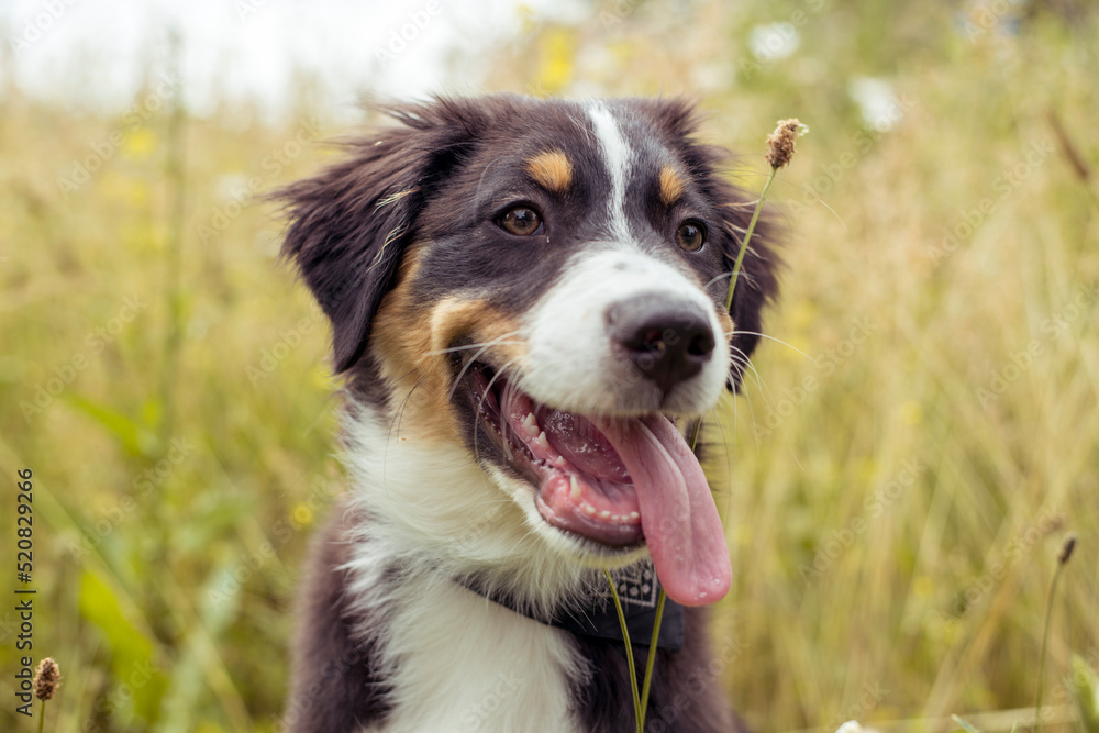 Hund beim Spaziergang in der Natur - Australian Shepherd