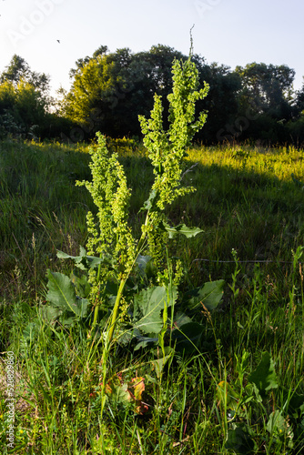 A bloom of bright green flower of sorrel closeup outdoors in nature in sunny June in summer season. Rumex confertus photo