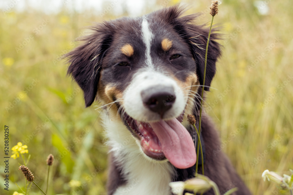 Hund beim Spaziergang in der Natur - Australian Shepherd Hund beim Spaziergang in der Natur - Australian Shepherd